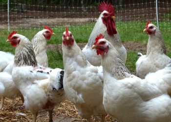 Ptičja gripa je uobičajeno predbožićno podmetanje