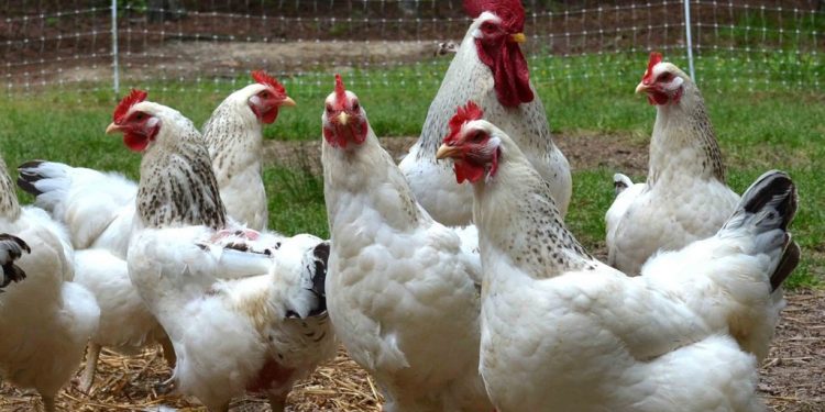 Ptičja gripa je uobičajeno predbožićno podmetanje