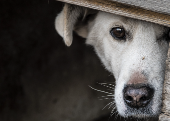 Prijatelji životinja mole građane da ne koriste pirotehniku i prijavljuju kršenje zakona