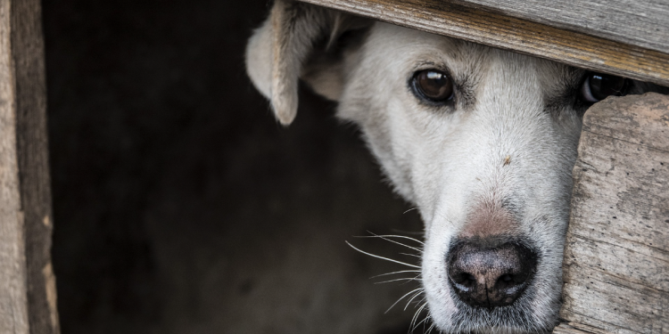 Prijatelji životinja mole građane da ne koriste pirotehniku i prijavljuju kršenje zakona