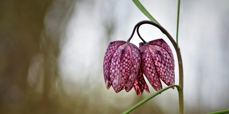 Zanimljiva izložba u knjižnici u Bjelovaru