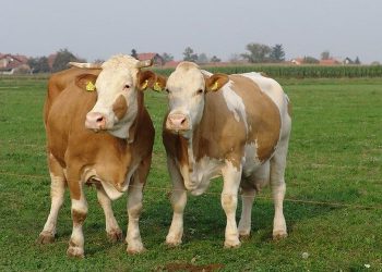 U e-Savjetovanju programi potpora za sektor stočarstva vrijedni 25 milijuna eura