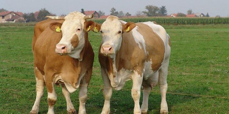 U e-Savjetovanju programi potpora za sektor stočarstva vrijedni 25 milijuna eura