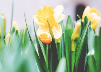 Dan narcisa- podržite humanitarnu akciju Lige protiv raka Bjelovarsko-bilogorske županije