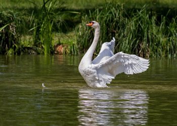 Novi slučajevi visokopatogene influence ptica u divljih ptica na području Koprivničko- križevačke županije   
