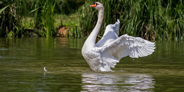 Novi slučajevi visokopatogene influence ptica u divljih ptica na području Koprivničko- križevačke županije