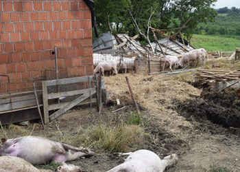 Pijavica odnijela staje i usmrtila ovce