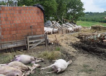 Pijavica odnijela staje i usmrtila ovce