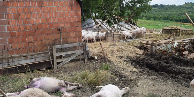 Pijavica odnijela staje i usmrtila ovce