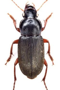 O najezdi trčkova upozoravaju iz županijskog Zavoda za javno zdravstvo