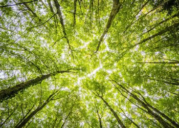 Hrvatske šume od 1. listopada prikupljaju žir