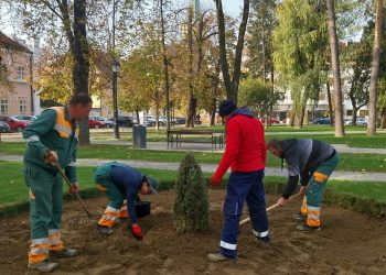 Krenula sadnja tulipana u središnjem bjelovarskom parku