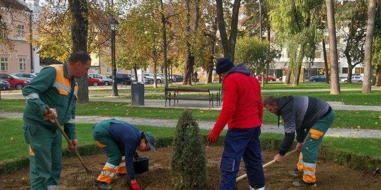 Krenula sadnja tulipana u središnjem bjelovarskom parku