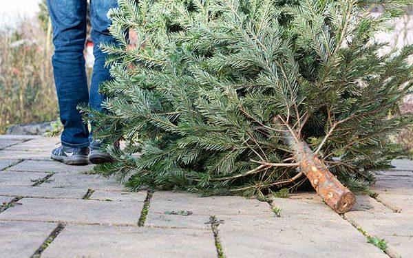 Komunalac se i ove godine brine za odvoz blagdanskih drvaca