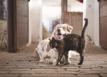 Općina Velika Pisanica sufinancira troškove kastracije, sterilizacije i čipiranja pasa i mačaka