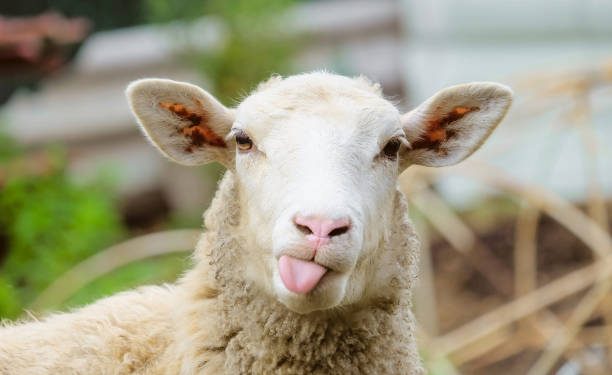 Nije svoje ovce držao pod kontrolom