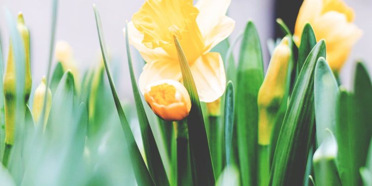 Dan narcisa- podržite humanitarnu akciju Lige protiv raka Bjelovarsko-bilogorske županije