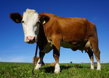 Pojava slinavke i šapa u Mađarskoj – poziv na oprez i primjenu biosigurnosnih mjera