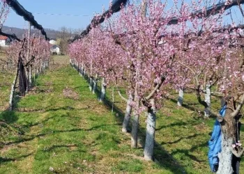Proglašena elementarna nepogoda za općine Kapela i Rovišće