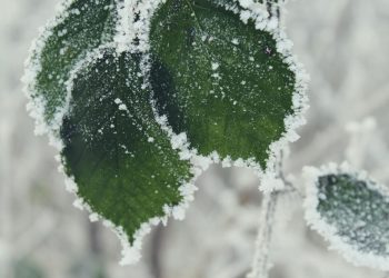 Daruvarskim voćarima posljedice mraza možda malo ublaži proglašena nepogoda