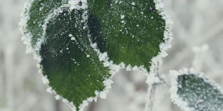 Daruvarskim voćarima posljedice mraza možda malo ublaži proglašena nepogoda