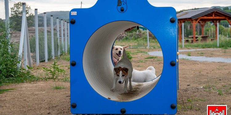 Daruvar dobio prvi park za pse: “Ovdje će psi, a i vlasnici, steći nove prijatelje”