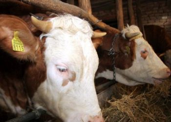 Zbog pojave zarazne bolesti bedrenice na snagu stupa bedrenički distrikt