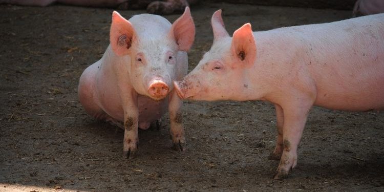 Novi slučajevi afričke svinjske kuge, uzgajivači oprez!