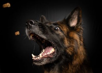 Pas bez nadzora zaklao ovce i kozu, u drugom slučaju izazvao prometnu nesreću