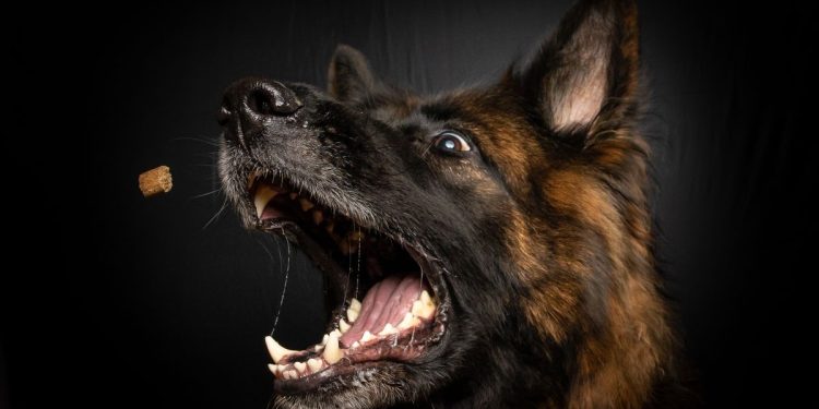 Pas bez nadzora zaklao ovce i kozu, u drugom slučaju izazvao prometnu nesreću