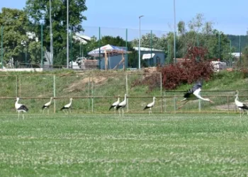 Dan bijele rode u Garešnici: Besplatna edukativna aktivnost za sve uzraste