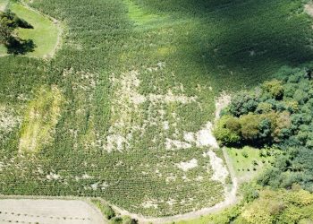 Veliko Trojstvo: Poljoprivrednici u borbi s najezdom divljih svinja