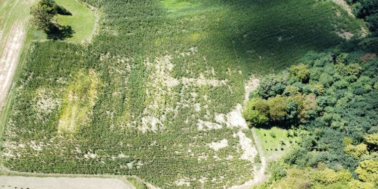 Veliko Trojstvo: Poljoprivrednici u borbi s najezdom divljih svinja