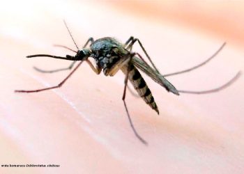 Upozorenje Zavoda uz Svjetski dan komaraca