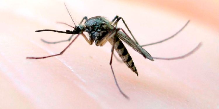 Upozorenje Zavoda uz Svjetski dan komaraca