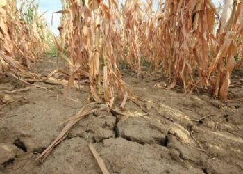 Poziv svim poljoprivrednicima koji su zbog suše pretrpili štetu na svojim usjevima