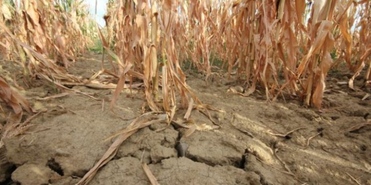 Poziv svim poljoprivrednicima koji su zbog suše pretrpili štetu na svojim usjevima