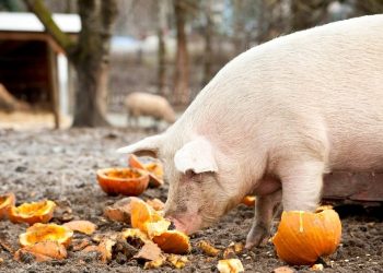 Do sada potvrđena 42 izbijanja afričke svinjske kuge na hrvatskim farmama