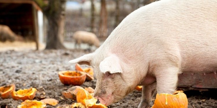 Do sada potvrđena 42 izbijanja afričke svinjske kuge na hrvatskim farmama