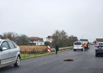 Kolona na južnoj obilaznici zbog naleta na divlju svinju