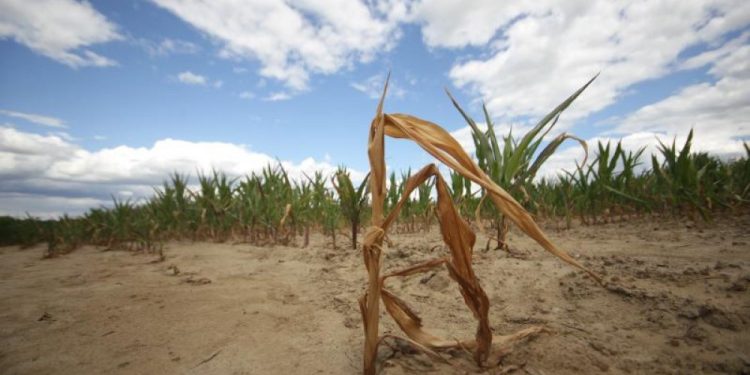 Marušić prirodnu nepogodu zbog suše proglasio i za grad Bjelovar, rok za prijavu osam dana
