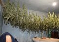 Policija u okolici Čazme pronašla više od 20 kilograma marihuane i plantažu indijske konoplje