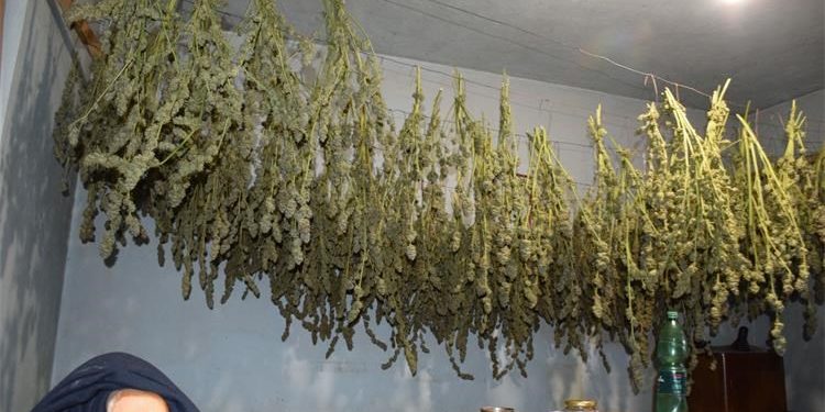 Policija u okolici Čazme pronašla više od 20 kilograma marihuane i plantažu indijske konoplje