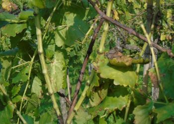 Vinogradari oprez, ne zanemarujte pojavu zlatne žutice