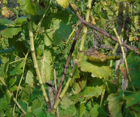 Vinogradari oprez, ne zanemarujte pojavu zlatne žutice