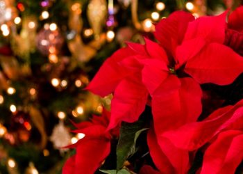 Viši kustos Tomislav Matić o simbolici i povijesti Božićne zvijezde