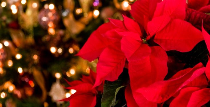 Viši kustos Tomislav Matić o simbolici i povijesti Božićne zvijezde