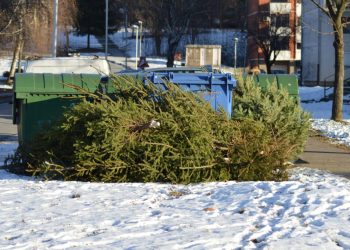 Obavijest o odvozu božićnih drvaca iz Grada Bjelovara