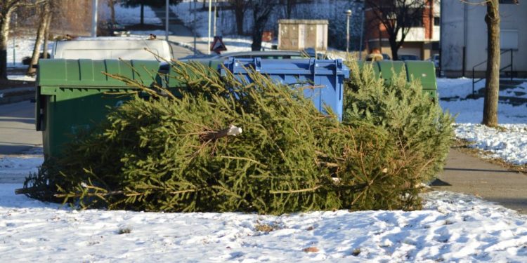 Obavijest o odvozu božićnih drvaca iz Grada Bjelovara