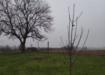 Kako pravilno posaditi voćku i osigurati dugoročan urod: besplatna radionica CONGRUO d.o.o. u Bjelovaru